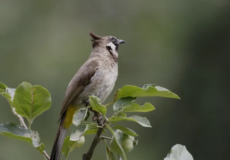 A bulbul perched among leaves near Timilo