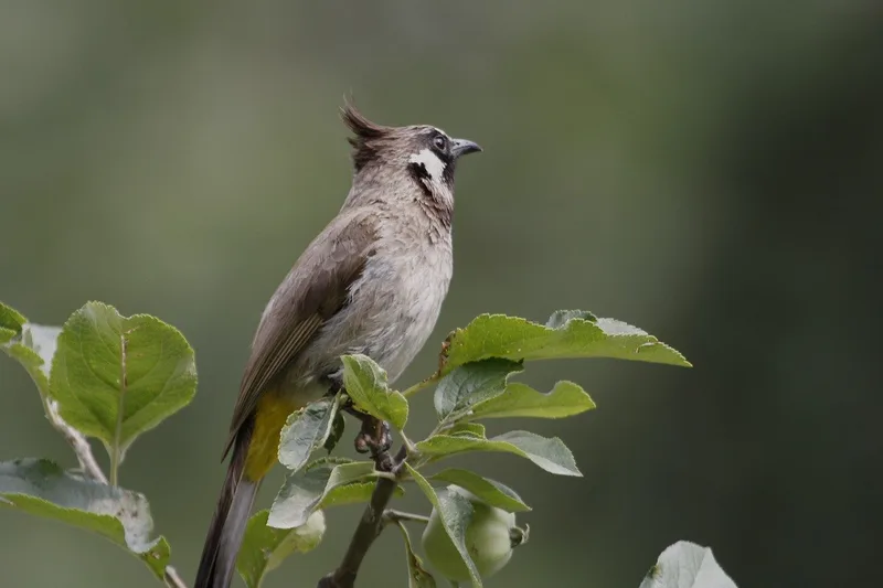 Bird Watching around Timilo near Timilo Boutique