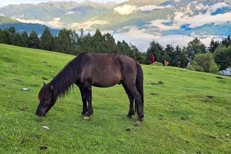 A horse grazing on a hillside pasture at dusk